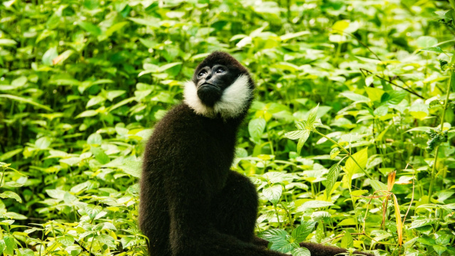 Lao Conservation Trust for Wildlife