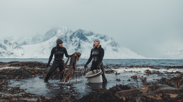 Lofoten Seaweed Company